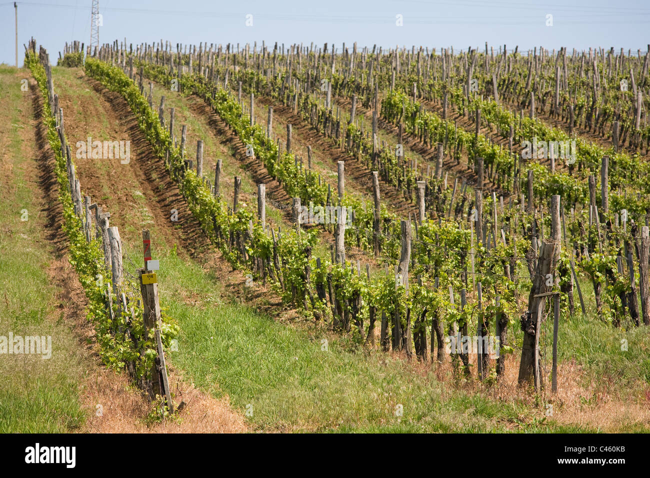 The vineyard basking in fresh spring sunlight Stock Photo - Alamy