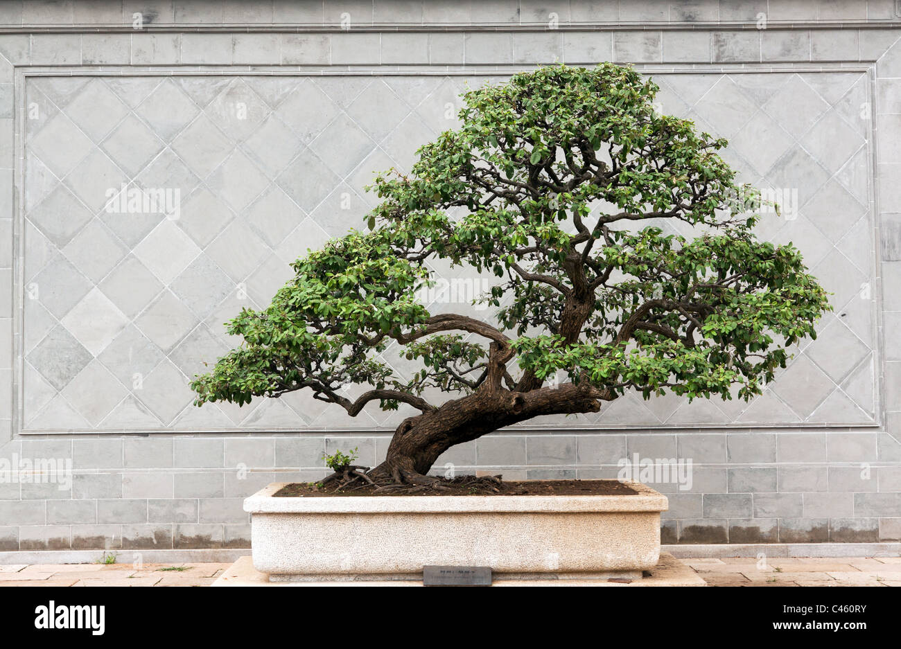 Large Bonsai Tree with intricate trunk back dropped on to marble paneled wall in the Mountain Villa historic garden, Suzhou. Stock Photo