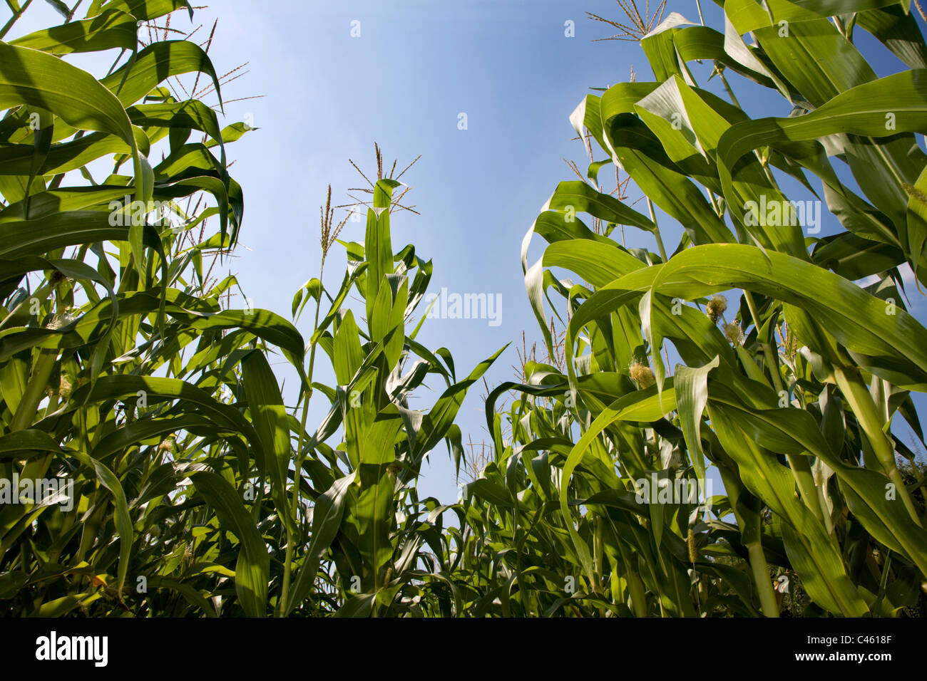 maize and sky Stock Photo