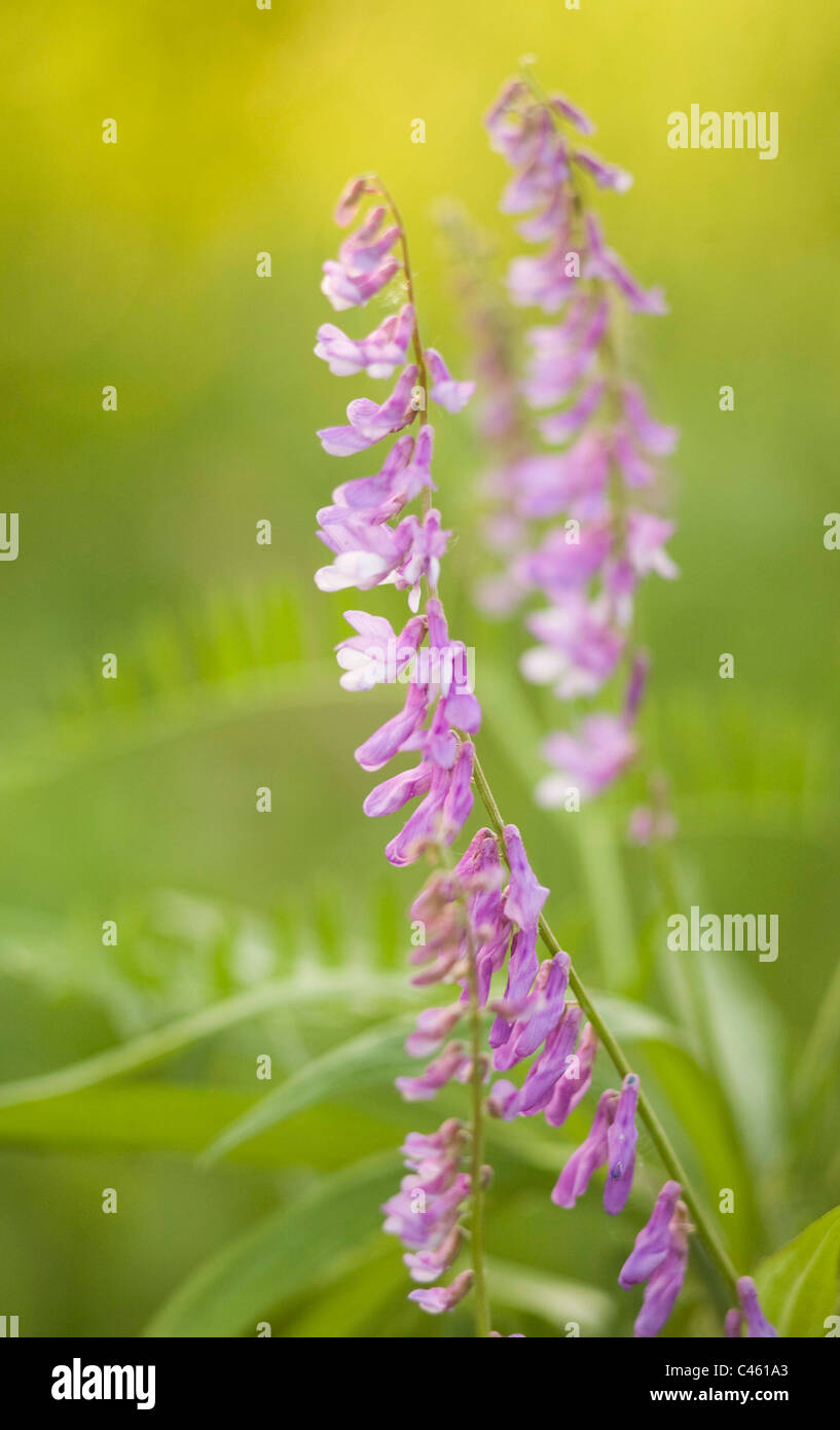 Beautiful pink wildflowers hi-res stock photography and images - Alamy
