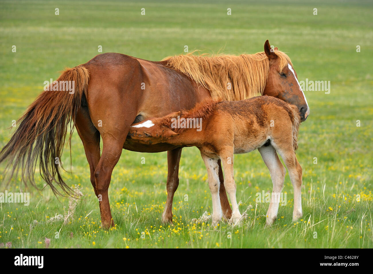 A Mare with a foal. Stock Photo