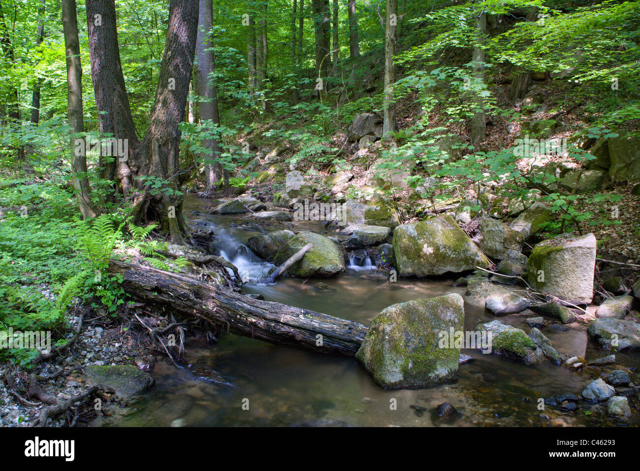 forest creek - west Slovakia Stock Photo
