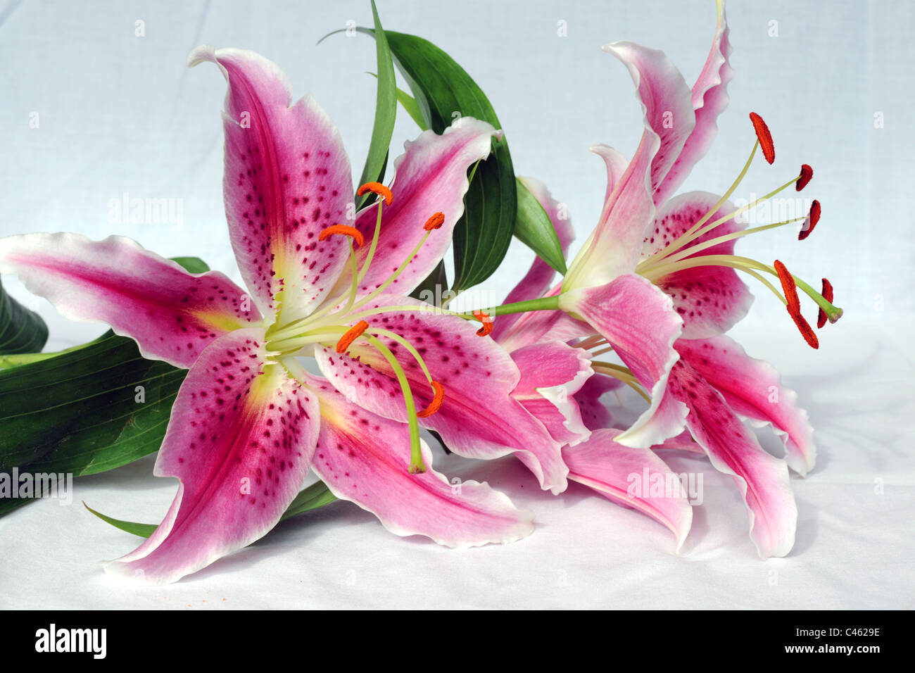 Two pink / cerise / white lillies on a green stem laid down on a table against a plain white surround. Front and profile view Stock Photo