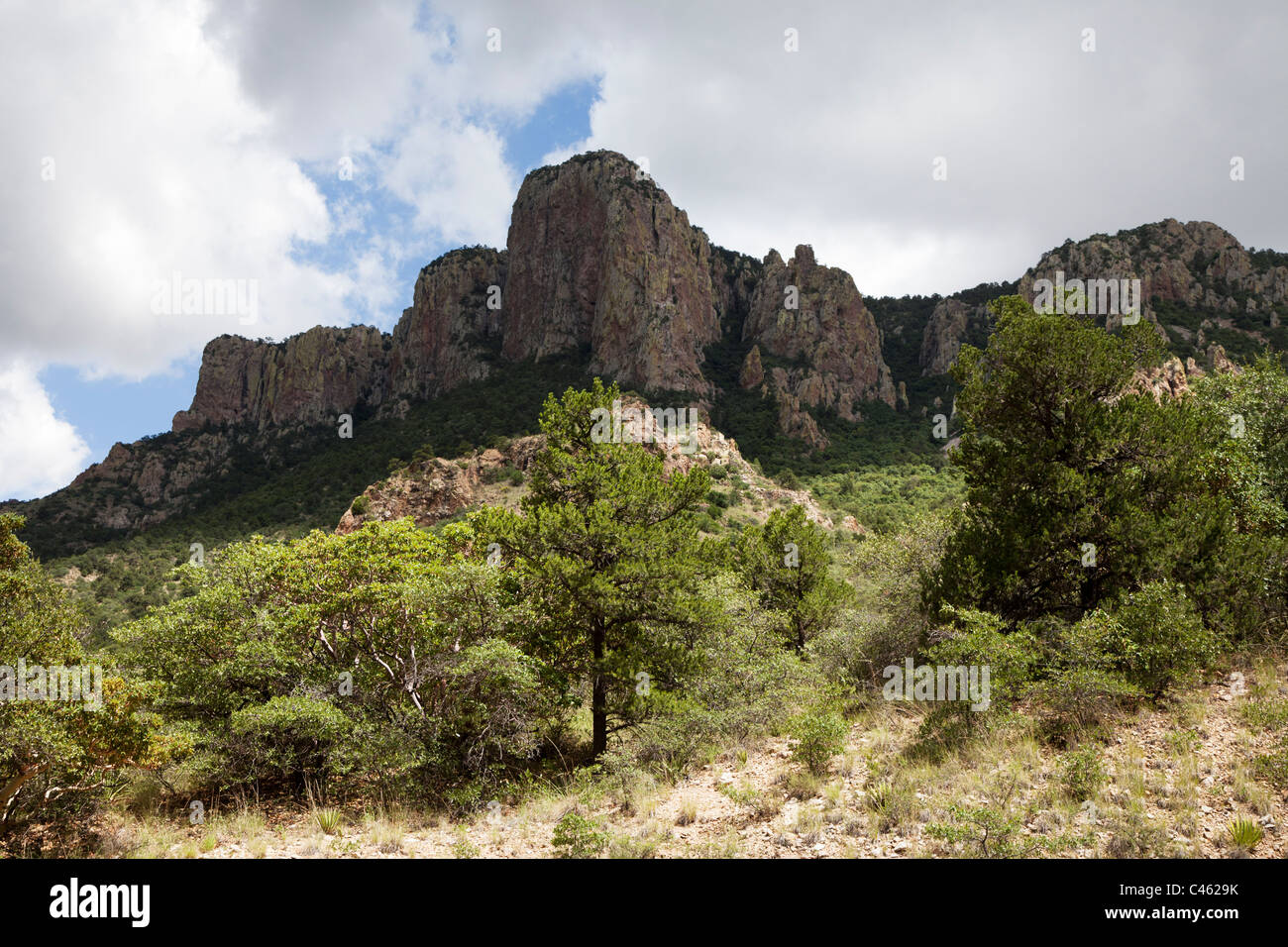 The tree zone in the mountains of Big Bend National Park Texas USA with drooping juniper gray oak and pinon pine Stock Photo