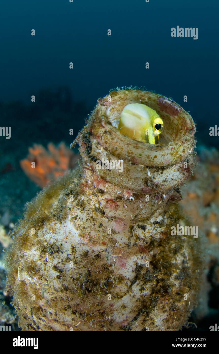 Shorthead Fangblenny, Petroscirtes breviceps, living in discarded bottle, KBR, Lembeh Strait, Sulawesi, Indonesia. Stock Photo