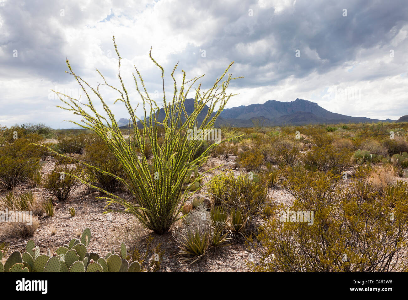 Desert plants Ocotillo Fouquieria splendens with approaching storm