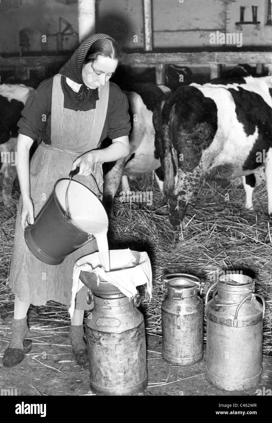 Farmer during the pouring of milk, 1941 Stock Photo