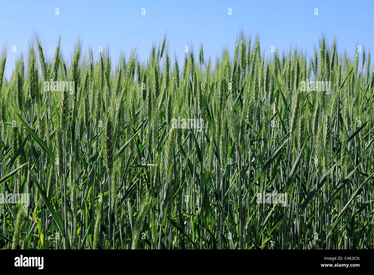 green wheat field over blue sky Stock Photo