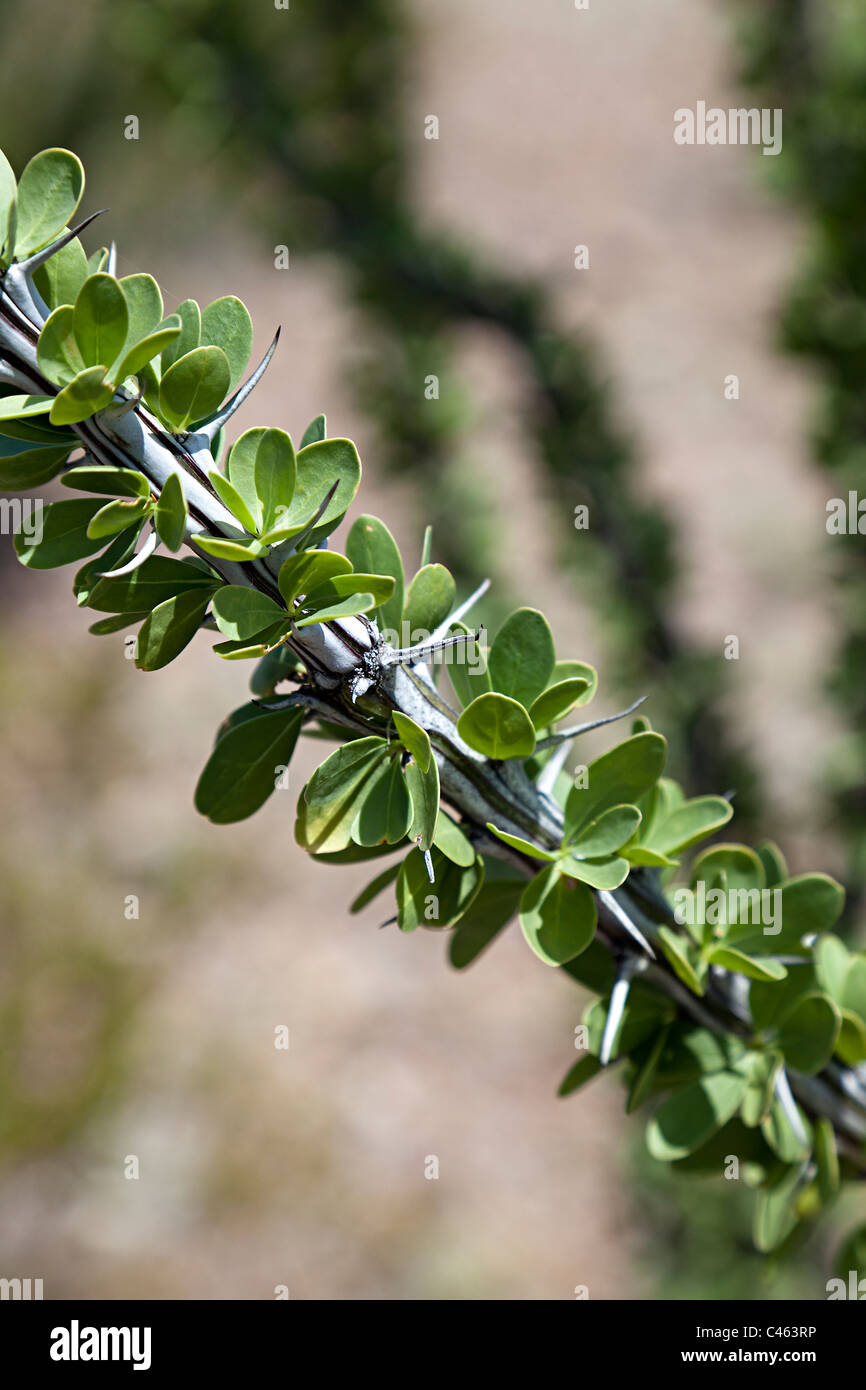 Ocotillo Fouquieria splendens leaves and spines in close up in