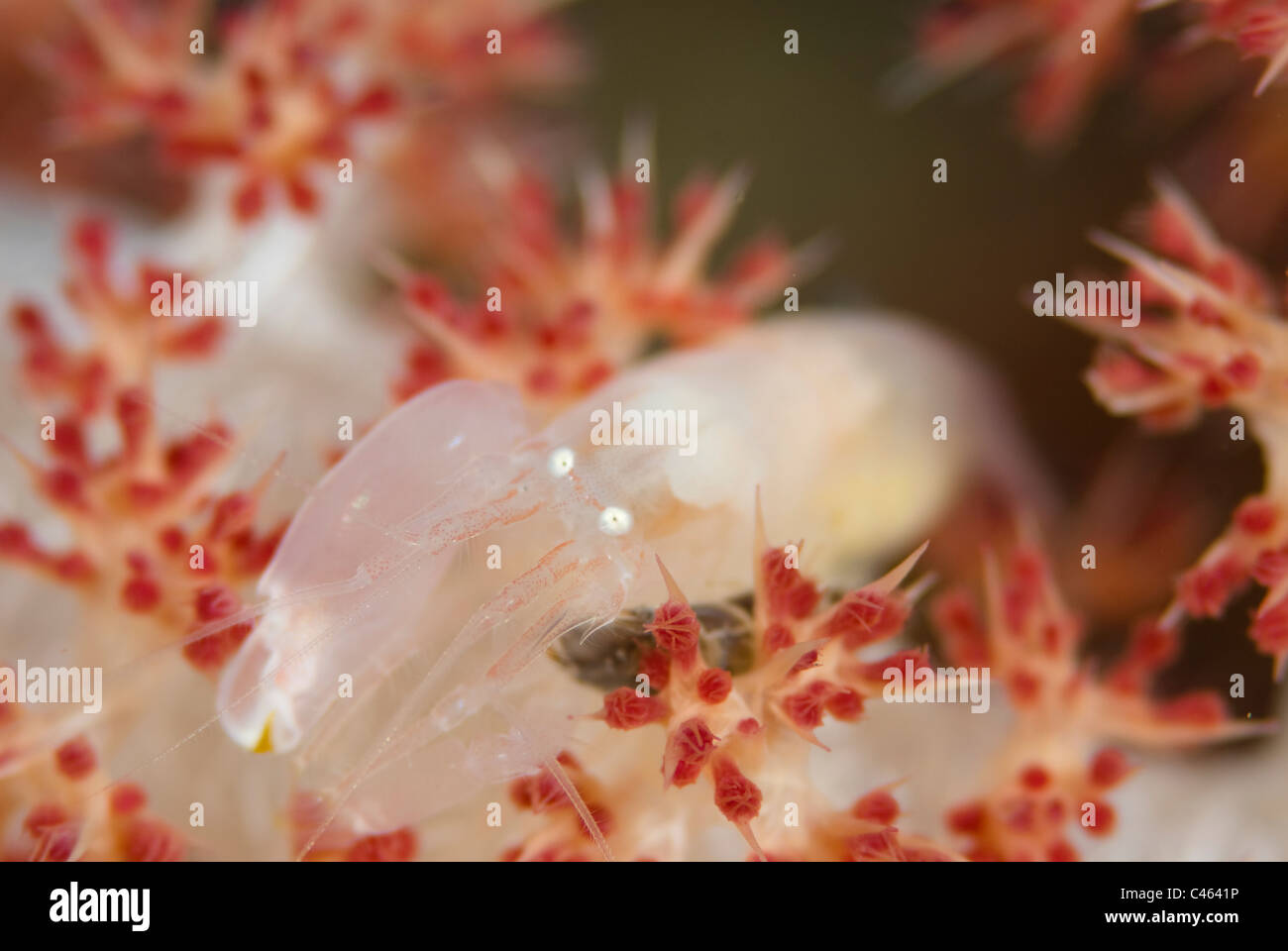 Snapping Shrimp, Alpheus sp, on soft coral, KBR, Lembeh Strait, Sulawesi, Indonesia. Stock Photo