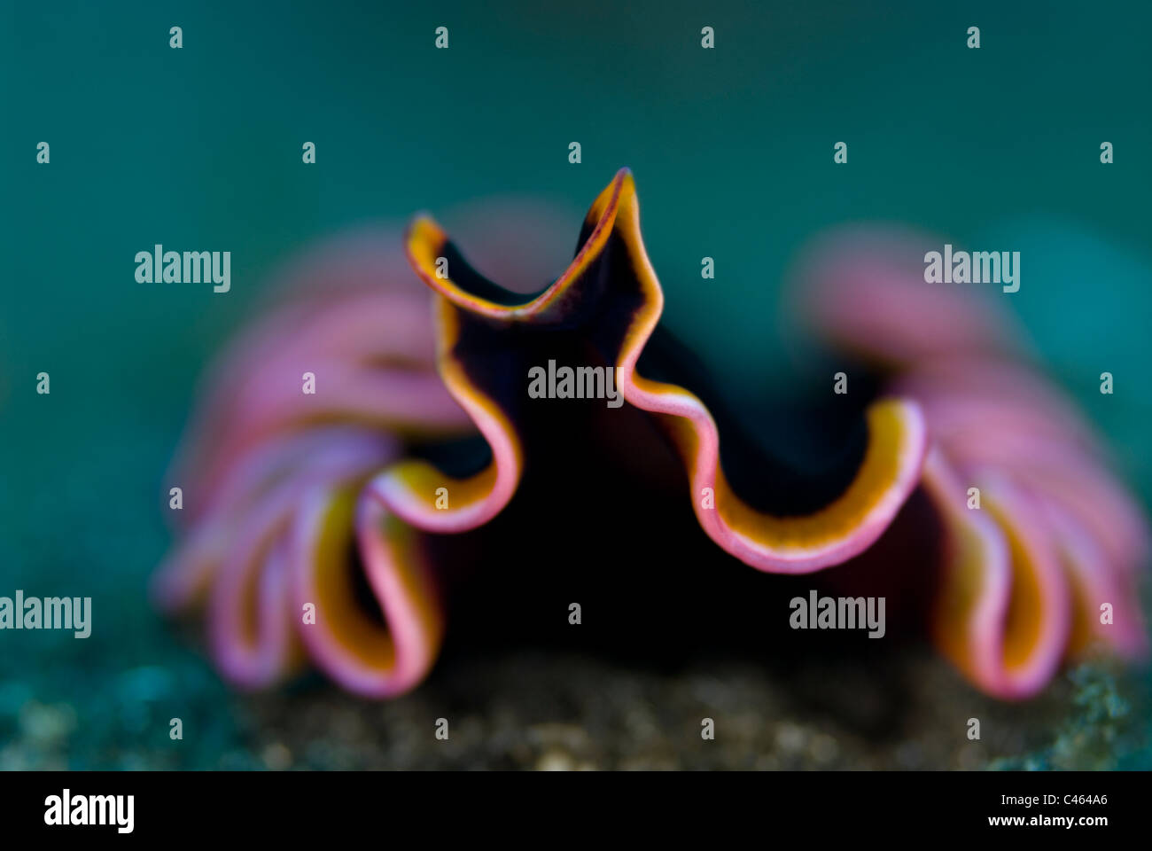 Flatworm, Pseudobiceros gloriosus, KBR, Lembeh Strait, Sulawesi, Indonesia. Stock Photo