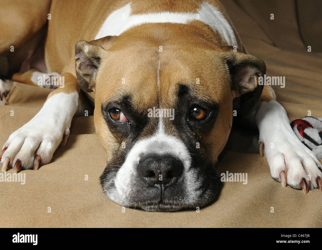 A mixed breed female Boxer American Bulldog Stock Photo Alamy
