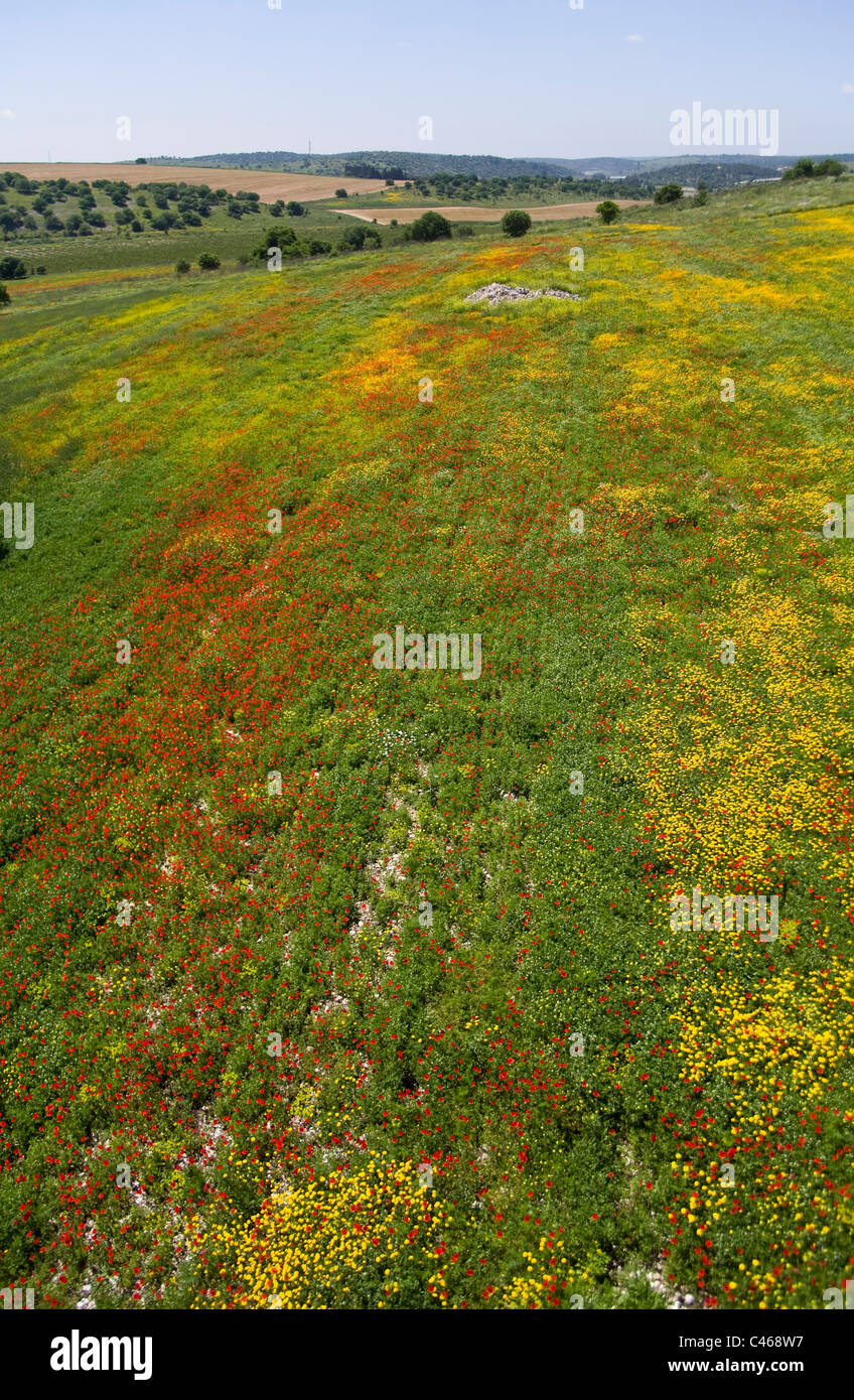 Aerial photograph of a blooming field in Israel Stock Photo - Alamy