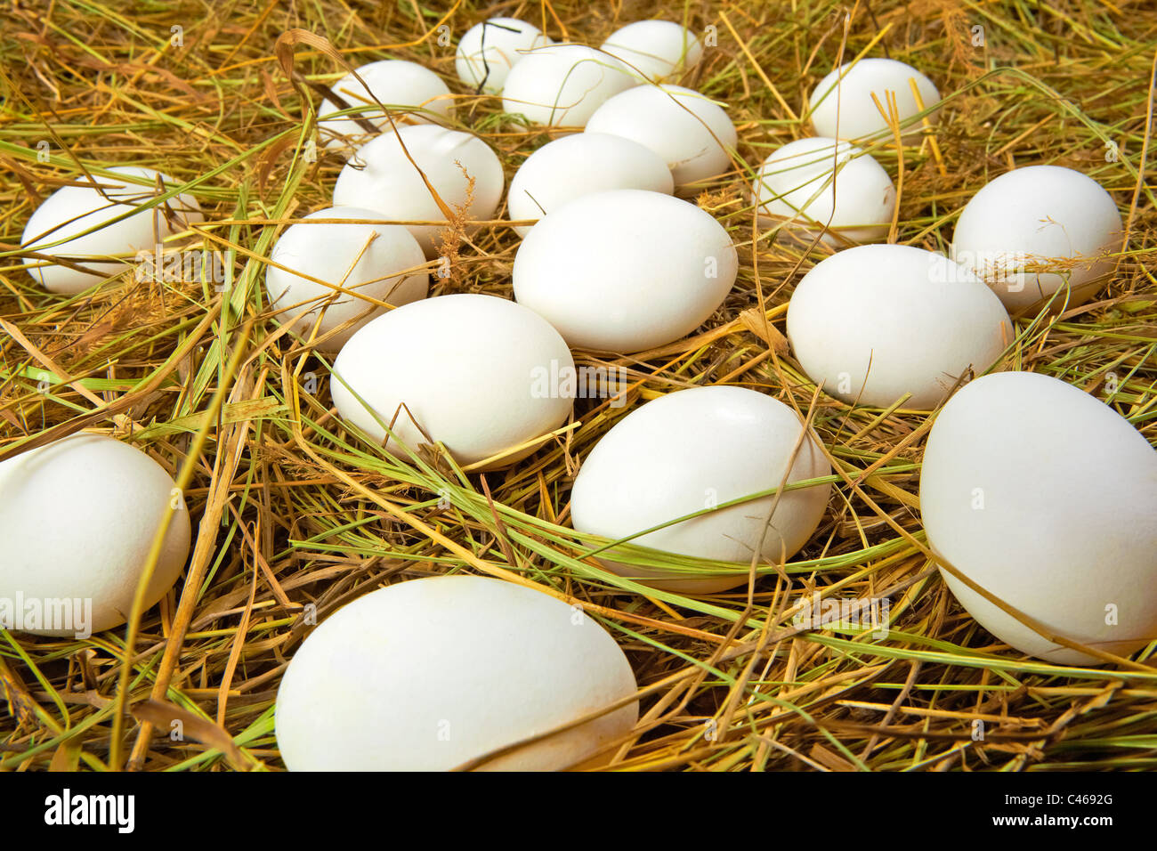 Easter background of many eggs lying in dry straw Stock Photo - Alamy
