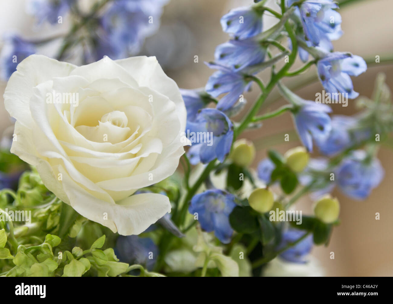 Selective focus on a single white rose blossom, clean and exquisite, surrounded by floral greens and blues. Stock Photo