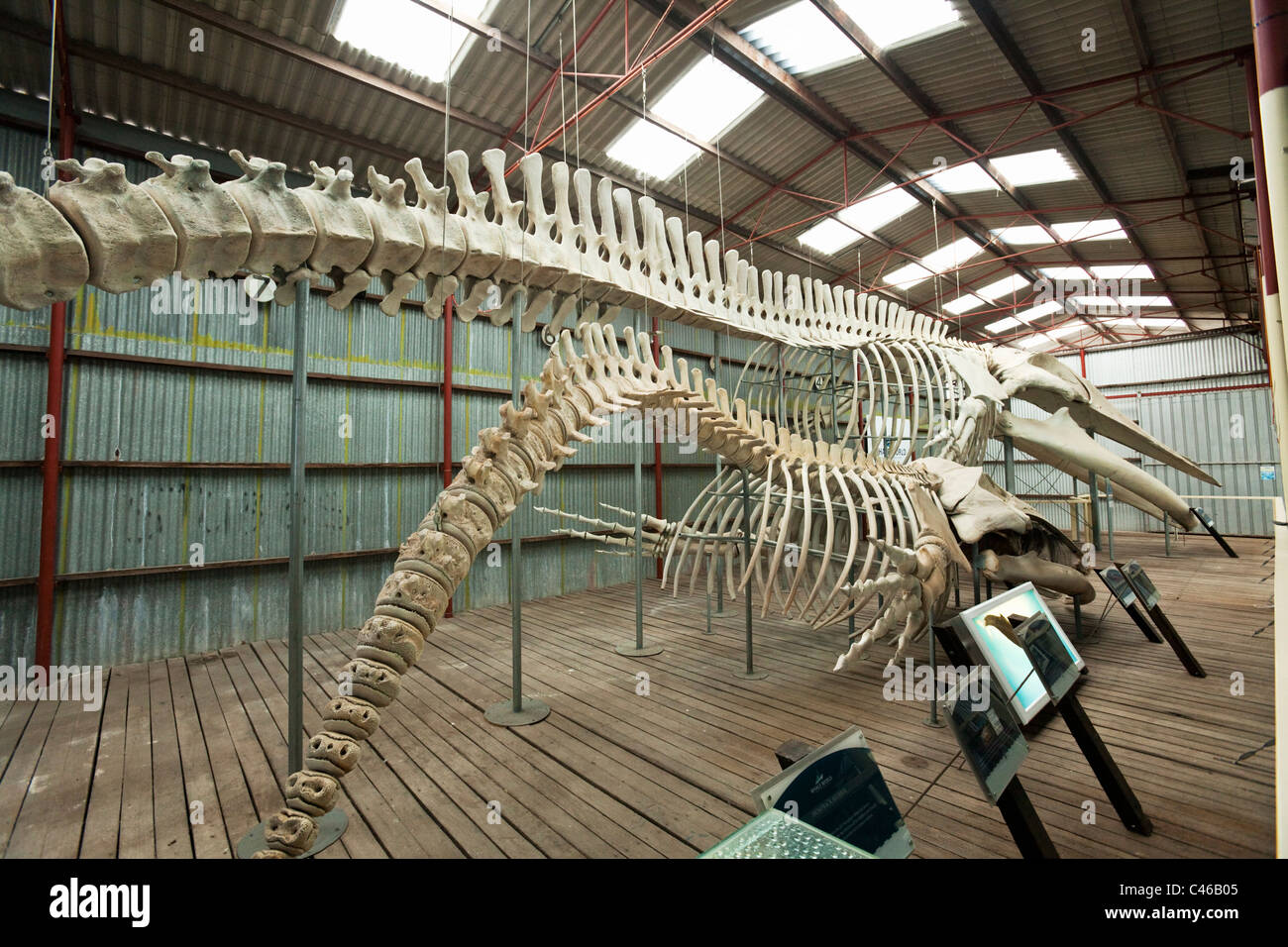 Blue whale and Humpback whale skeletons at Whale World museum.  Frenchman Bay, Albany, Western Australia, Australia Stock Photo
