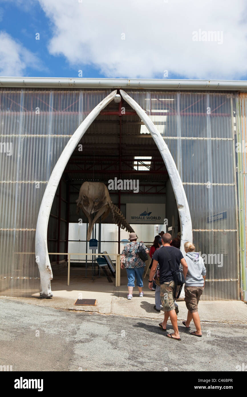 Tourists visiting skeleton exhibit at Whale World Museum.  Frenchman Bay, Albany, Western Australia, Australia Stock Photo