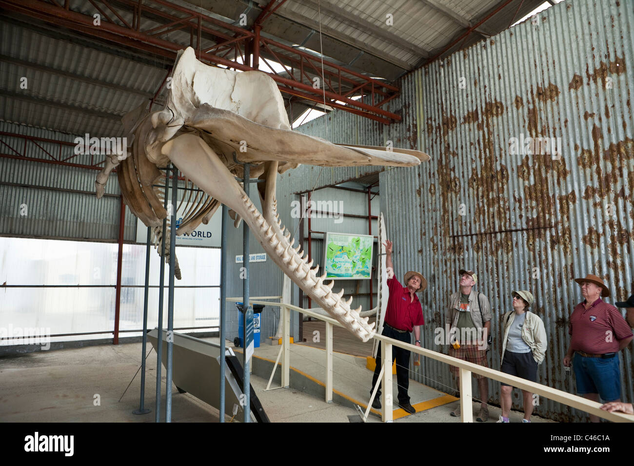 Tourist group viewing Sperm whale skeleton at Whale World Museum.  Frenchman Bay, Albany, Western Australia, Australia Stock Photo