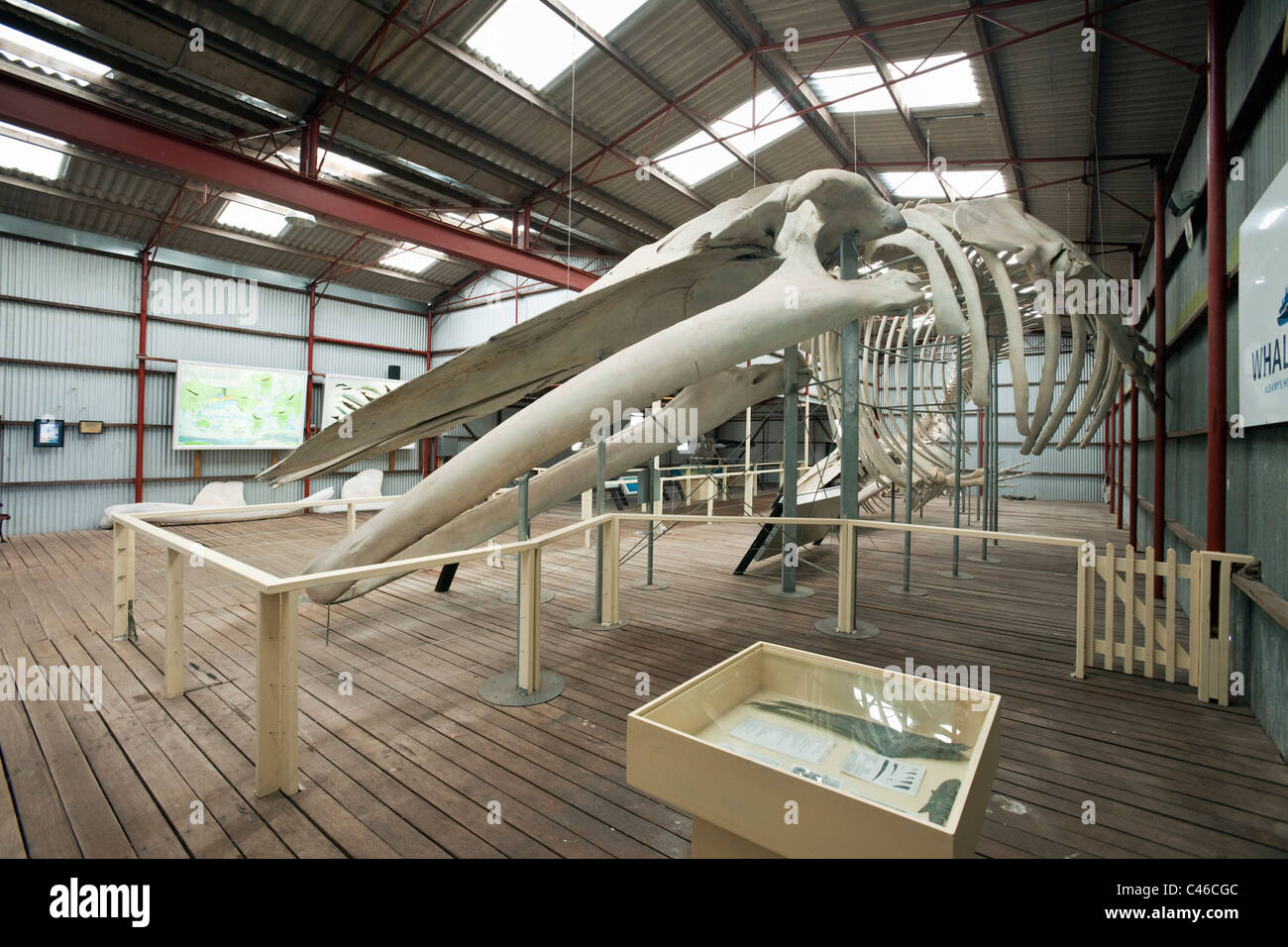 Blue whale skeleton at Whale World museum Stock Photo