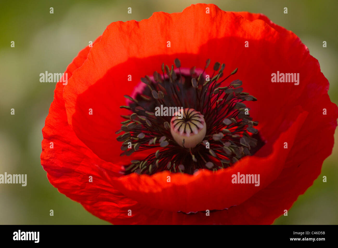 Colseup of a poppy flower in a field in the Plain Stock Photo