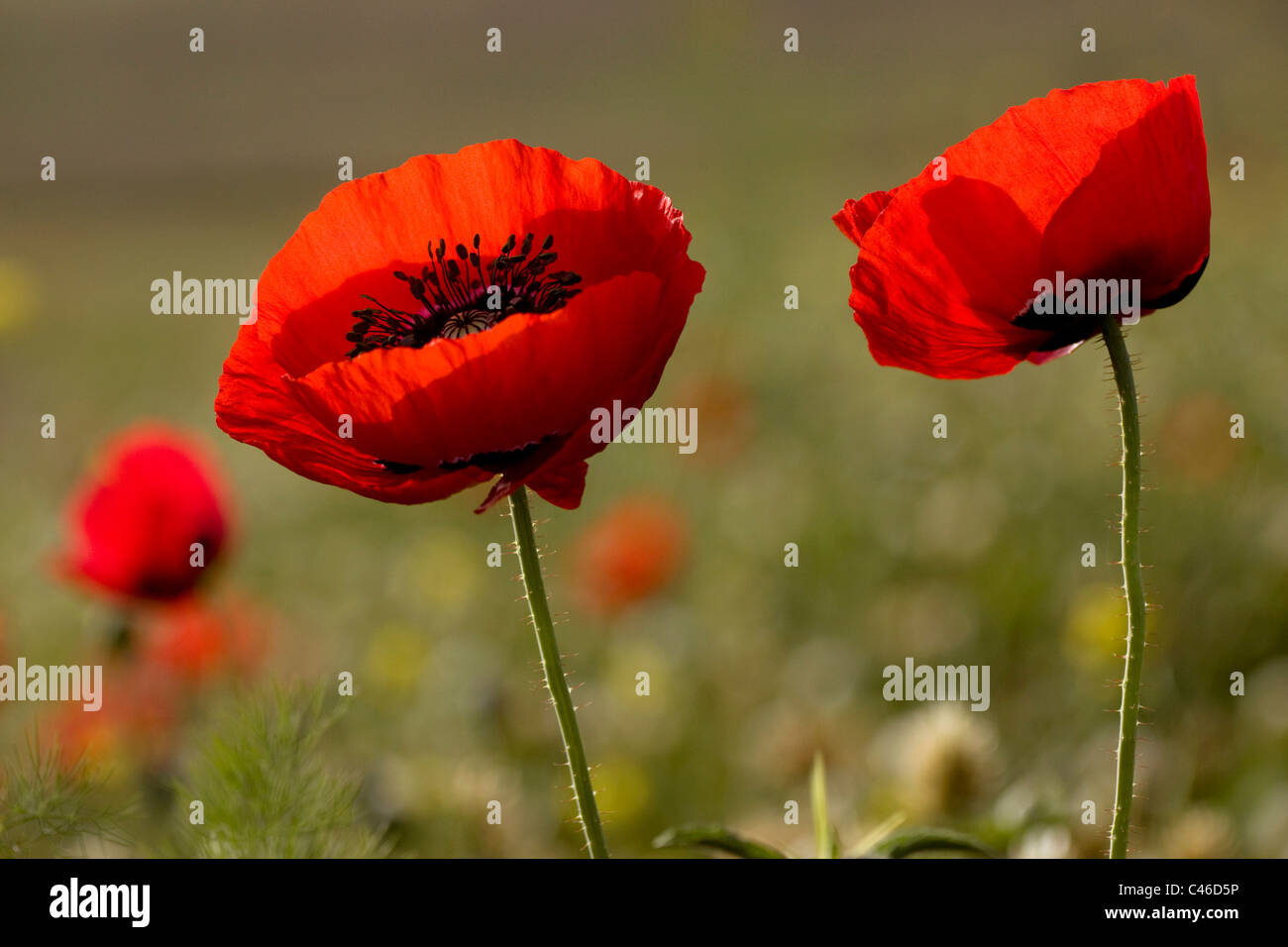 Colseup of a poppy flower in a field in the Plain Stock Photo