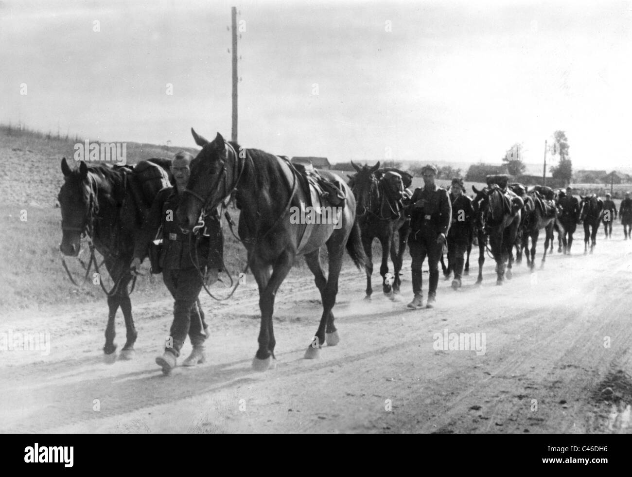 Second World War: Horses used by German Troops Stock Photo