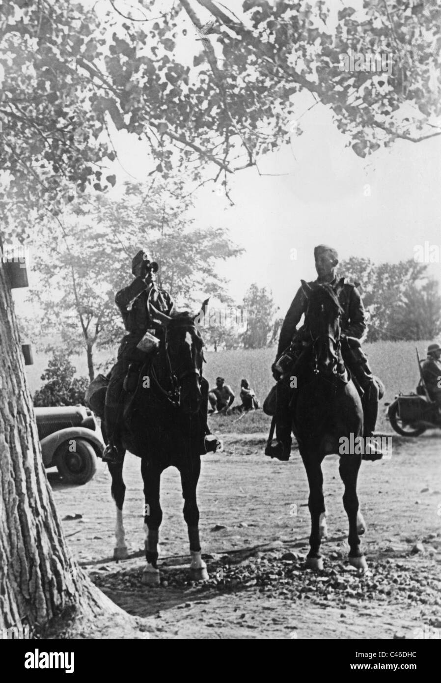 Second World War: Horses used by German Troops Stock Photo