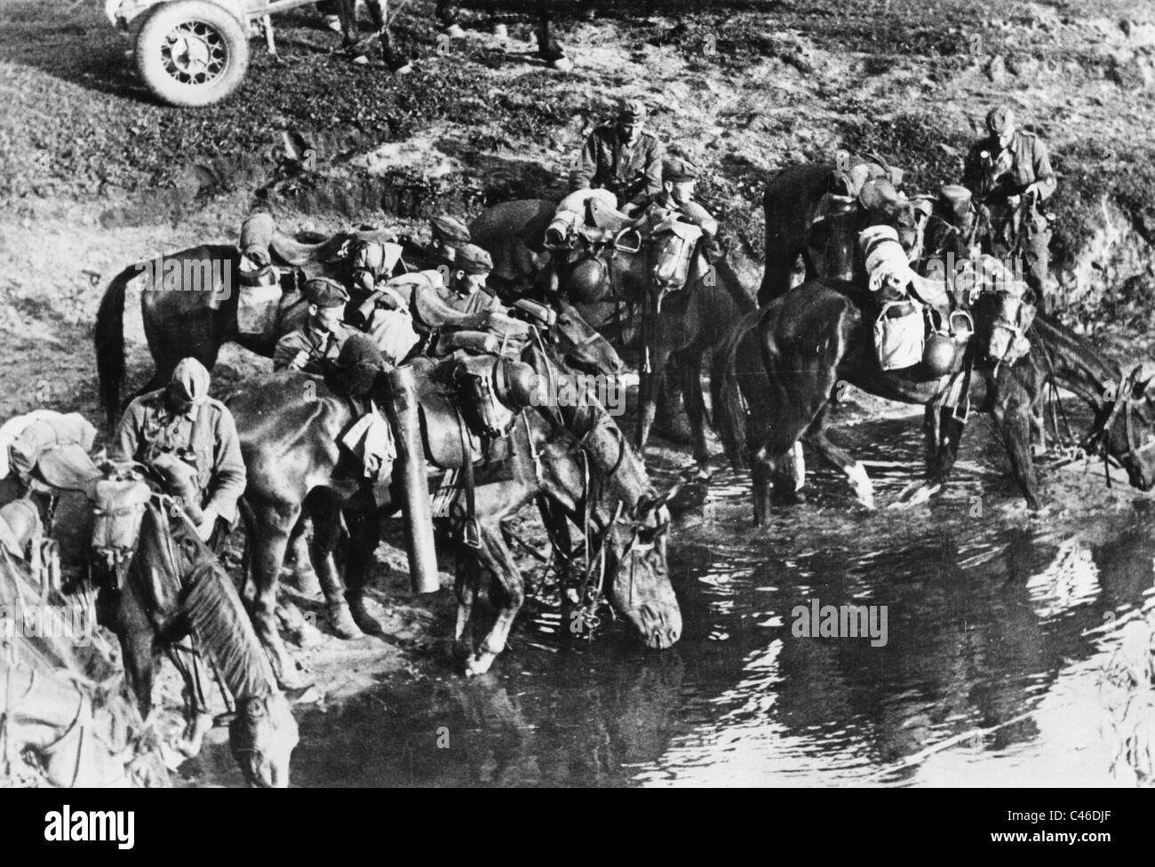 Second World War: Horses used by German Troops Stock Photo