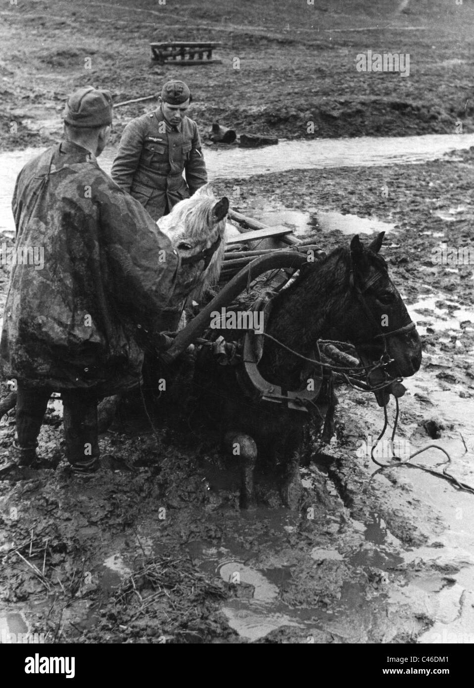 Second World War: Horses used by German Troops Stock Photo