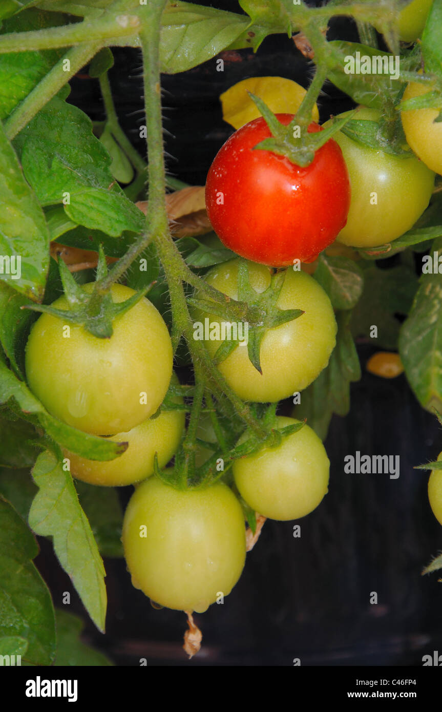 Maskotka cherry tomato hires stock photography and images Alamy