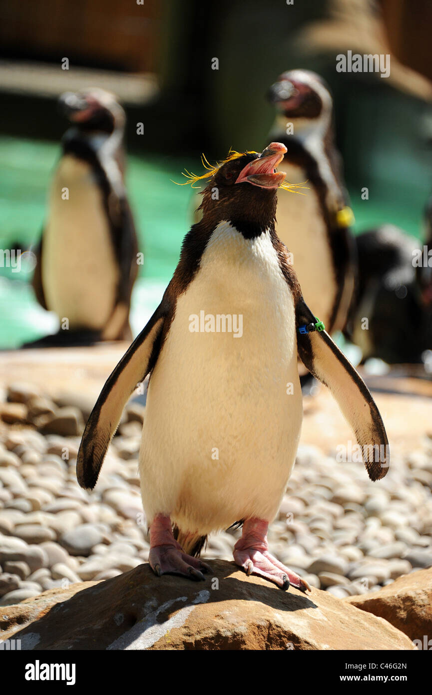 Rock Hopper penguin in London Zoo. Stock Photo