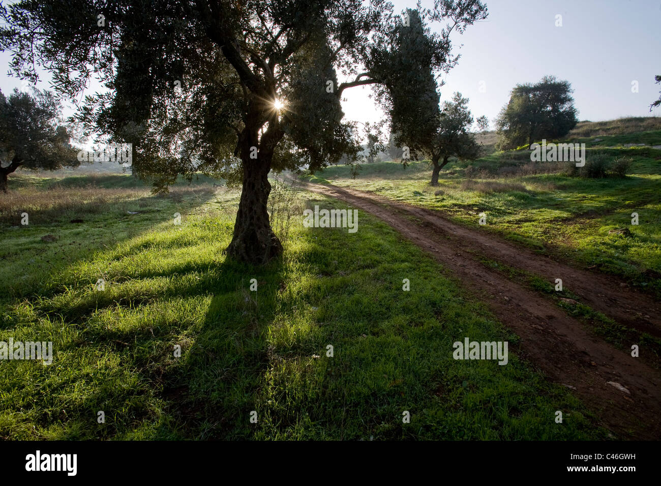 Photograph of a grove in the Galilee Stock Photo