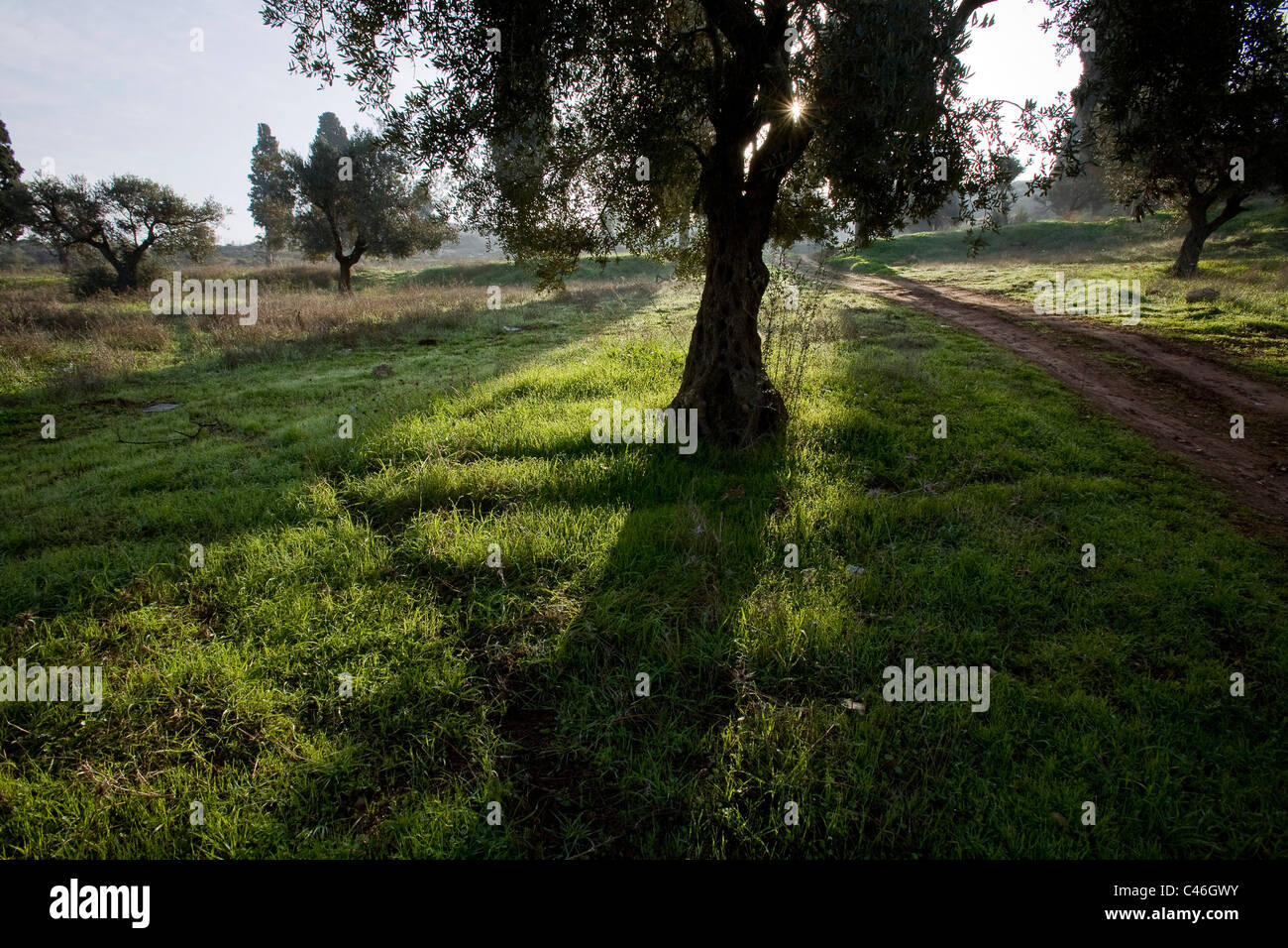 Photograph of a grove in the Galilee Stock Photo