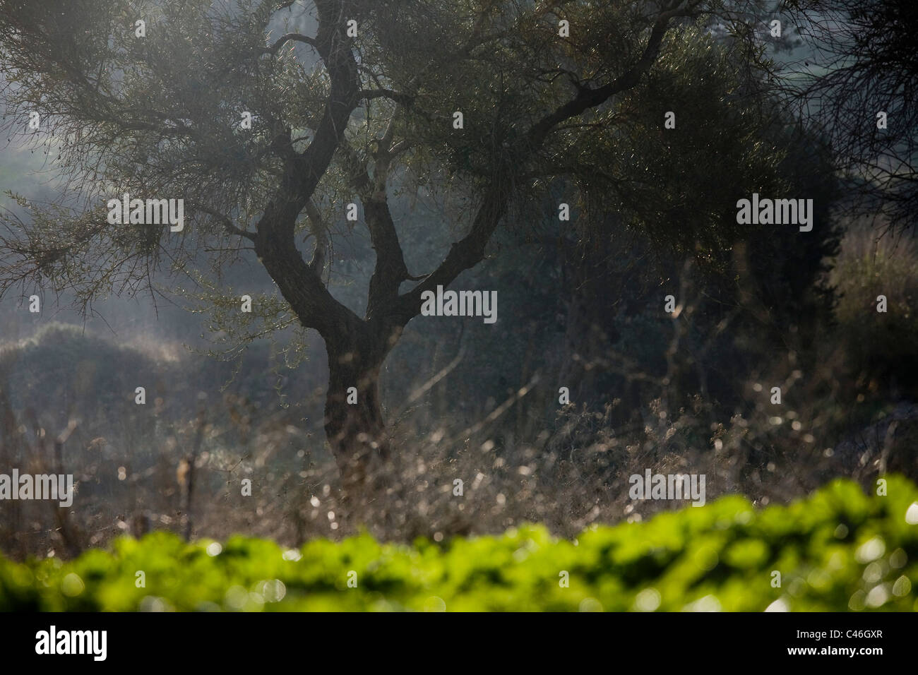 Photograph of a grove in the Galilee Stock Photo