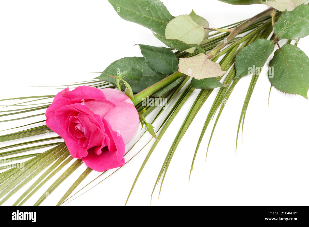 fresh red roses isolated on white background Stock Photo - Alamy