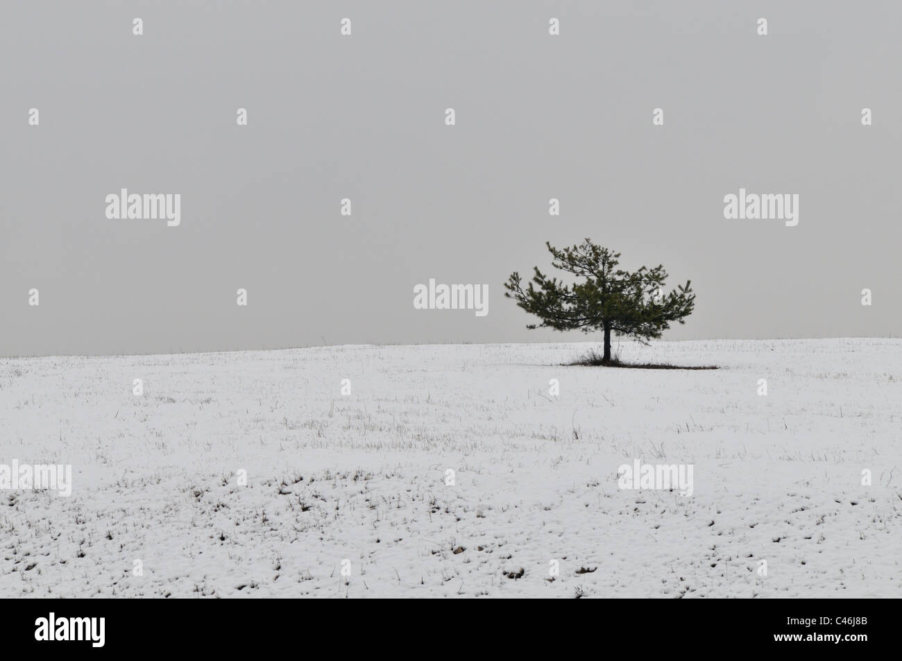 Pine tree outline hi-res stock photography and images - Alamy
