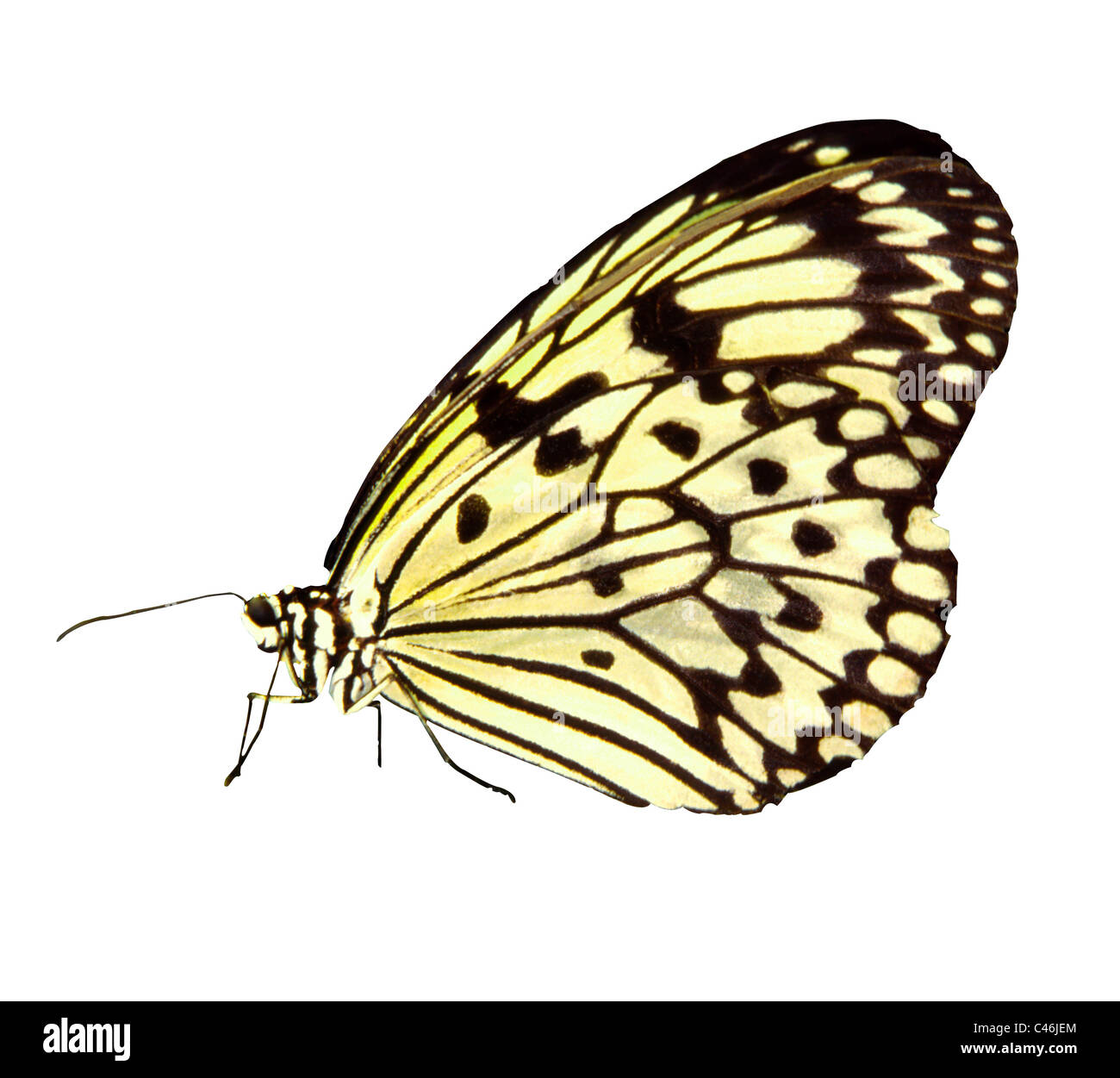 White tree Nymph butterfly (Idea leuconoe), includes clipping path Stock Photo