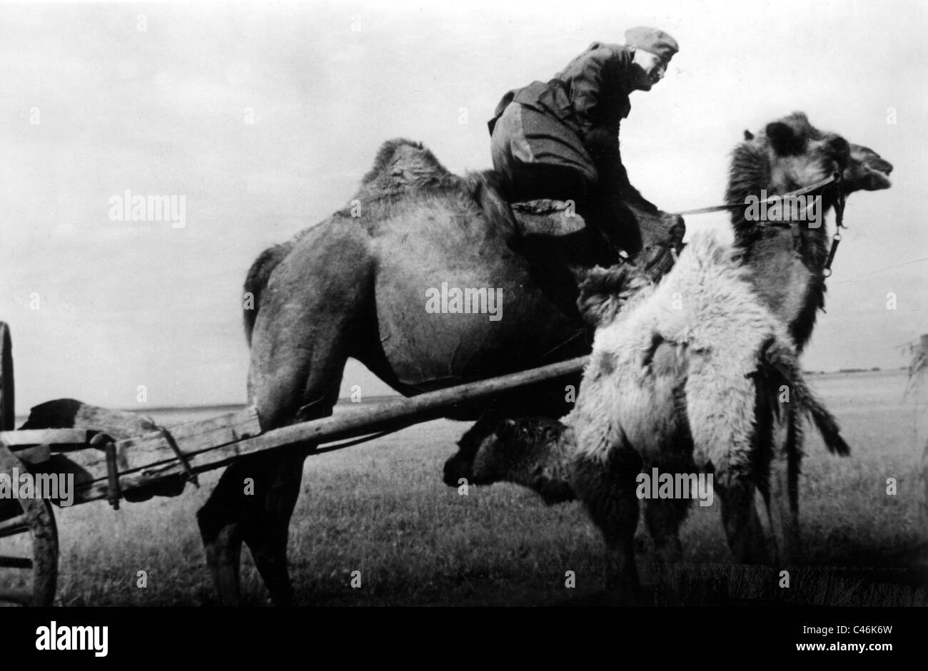 Second World War: German soldiers operating in the Kalmyk steppe, Autumn 1942 Stock Photo