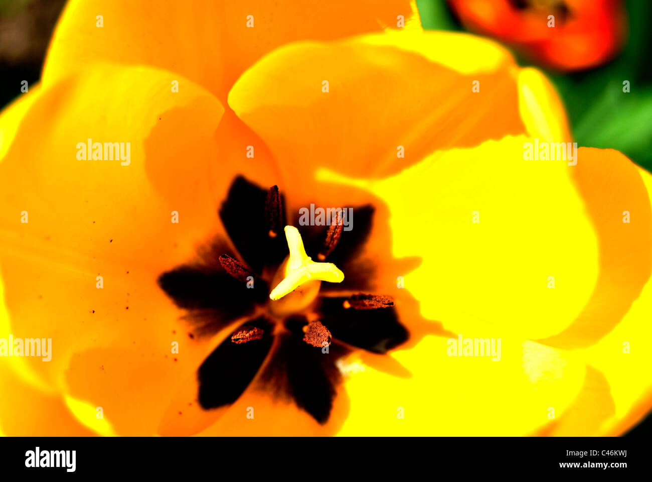 yellow tulips in spring Stock Photo - Alamy
