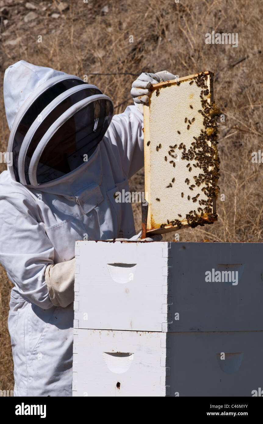 A hobbyist beekeeper in Stevensville, Montana moves the bees off the Langstroth frames in order to harvest honey in late fall. Stock Photo