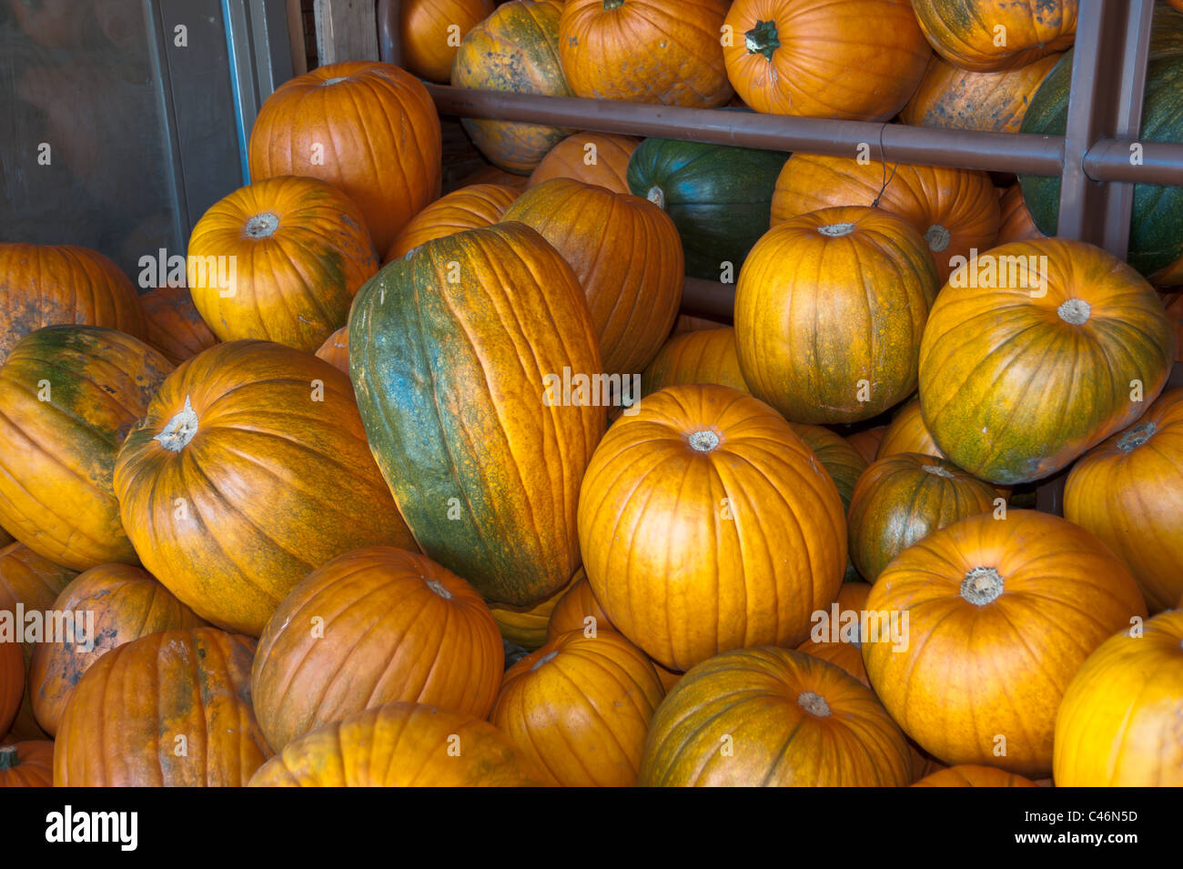 Pile of pumpkins grown an organic farm ready for Halloween Stock Photo ...