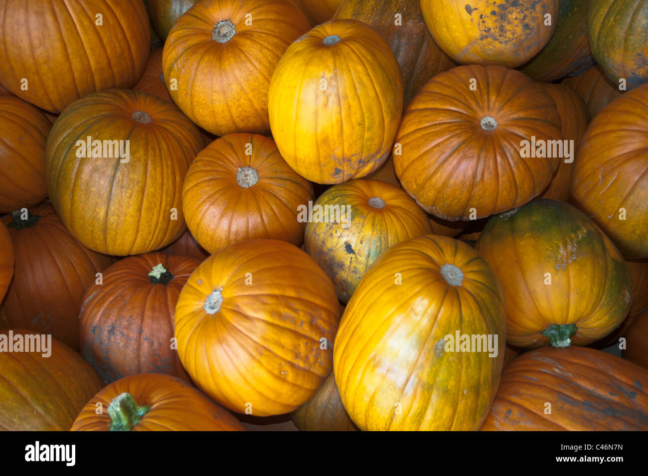 Pile of pumpkins grown an organic farm ready for Halloween Stock Photo ...