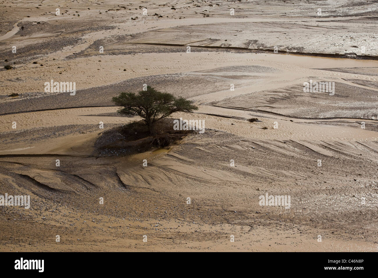 Aerial photograph of a single tree in the middle of the flooded Paran wadi Stock Photo
