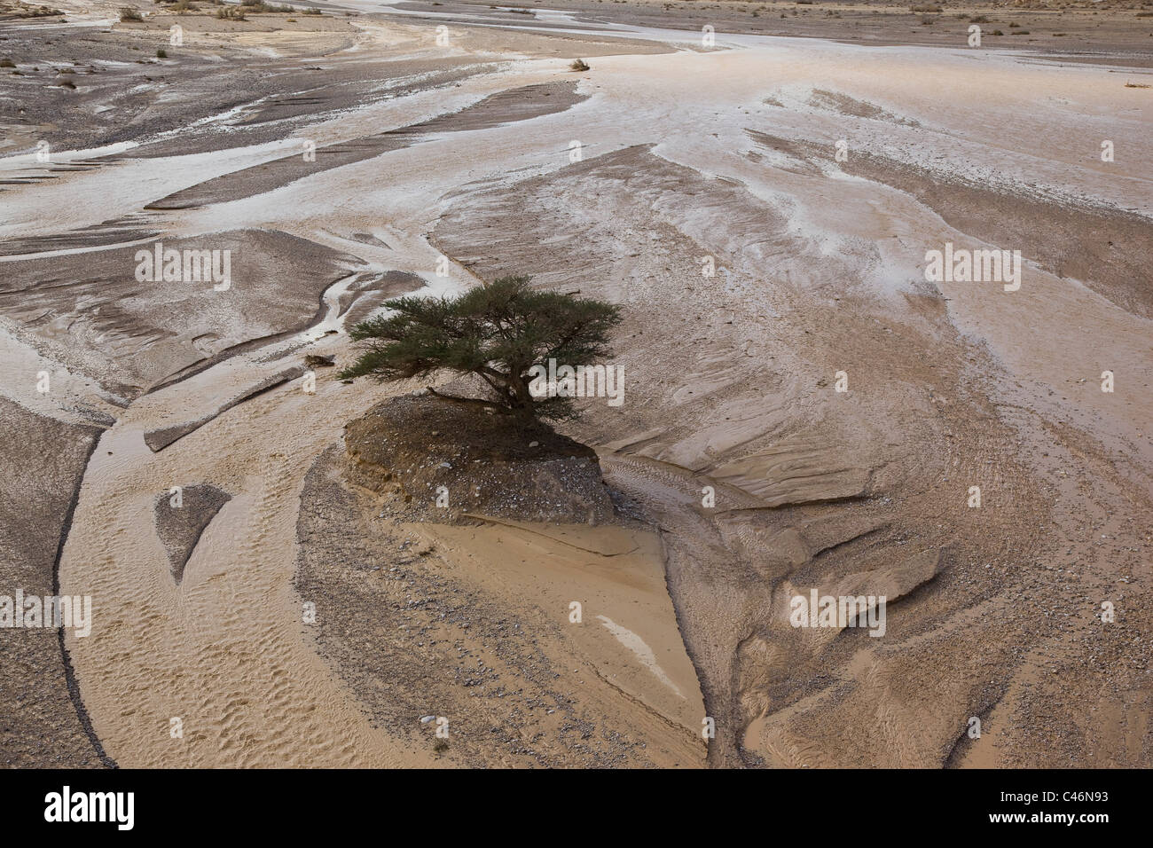Aerial photograph of a single tree in the middle of the flooded Paran wadi Stock Photo