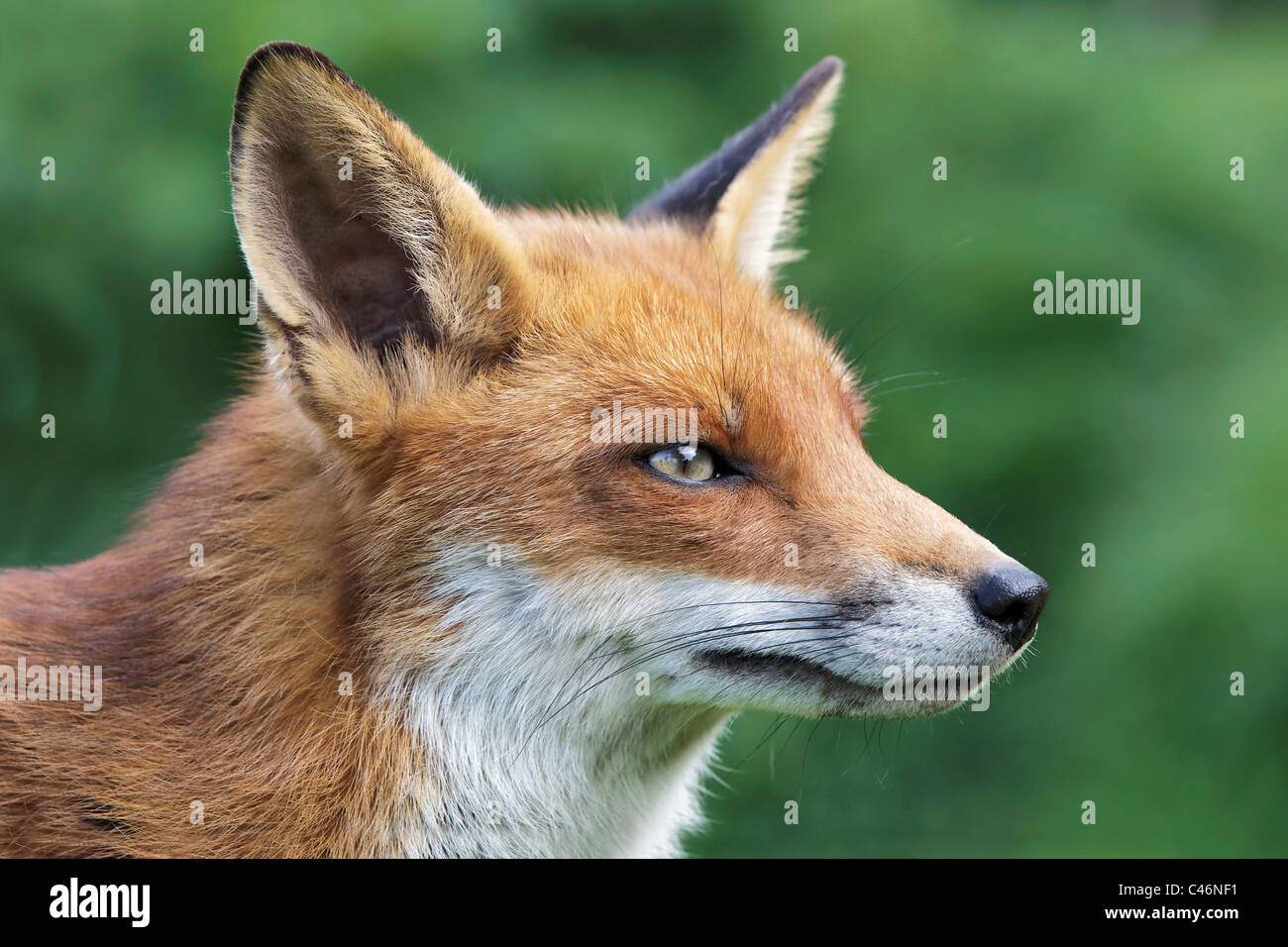 A female Fox/ Red Fox - close up of a captive specimen Stock Photo