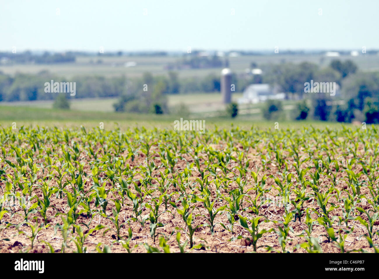 Iowa corn field in early summer growth Stock Photo