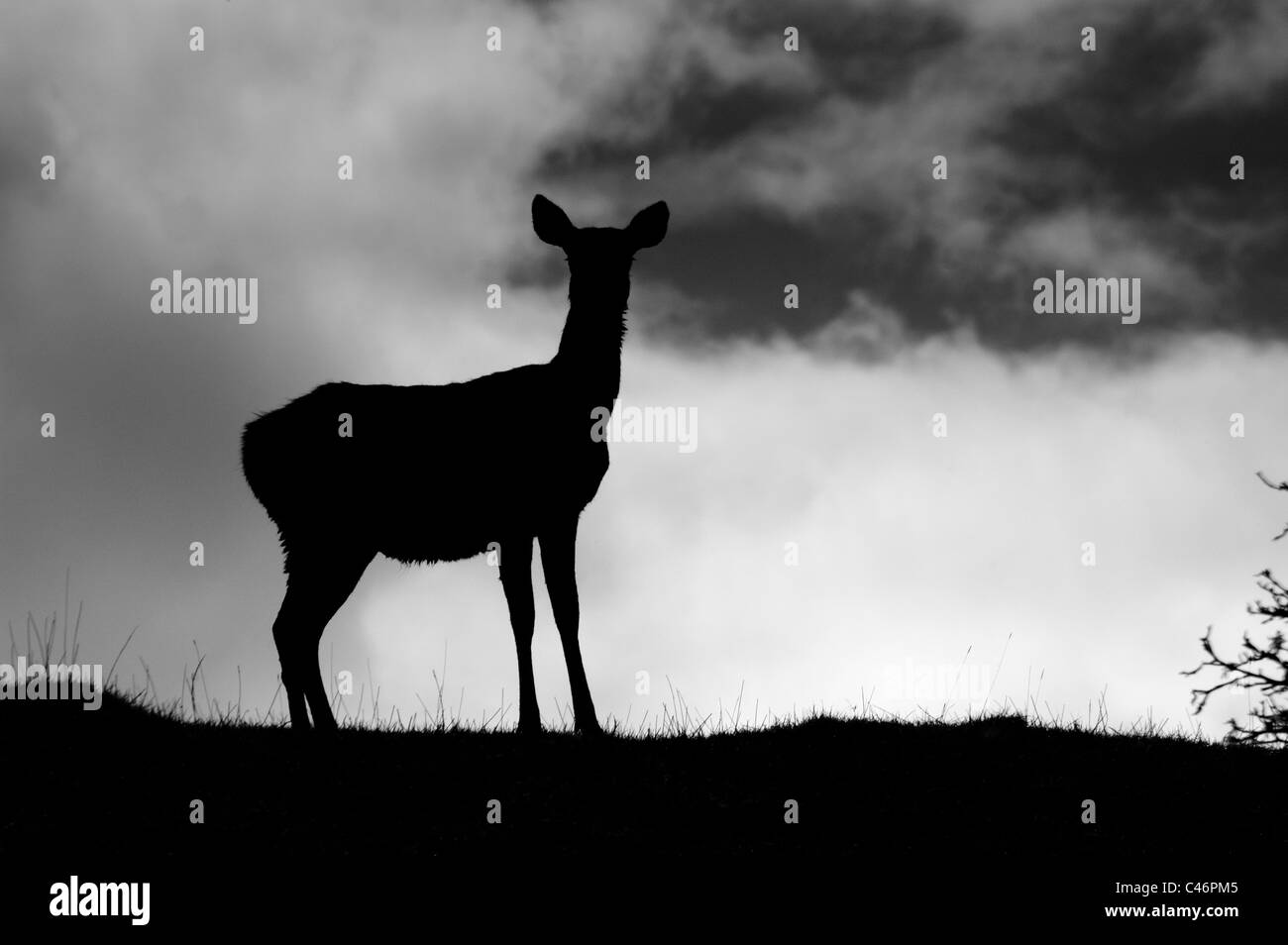 A deer Silhouetted against  the sky at Calke Abbey National Trust in black and white Stock Photo