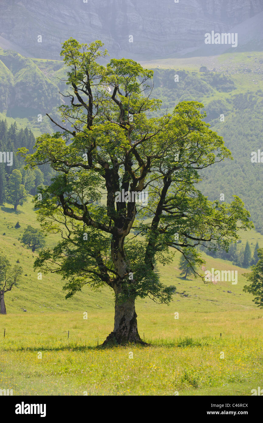 single  maple tree isolated at meadow in springtime in Germany, Bavaria Stock Photo