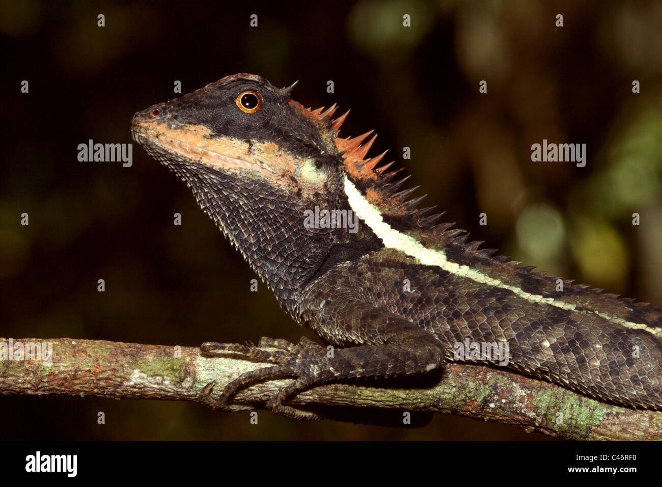 Emma Gray's Forest Lizard (Calotes emma), Thailand Stock Photo