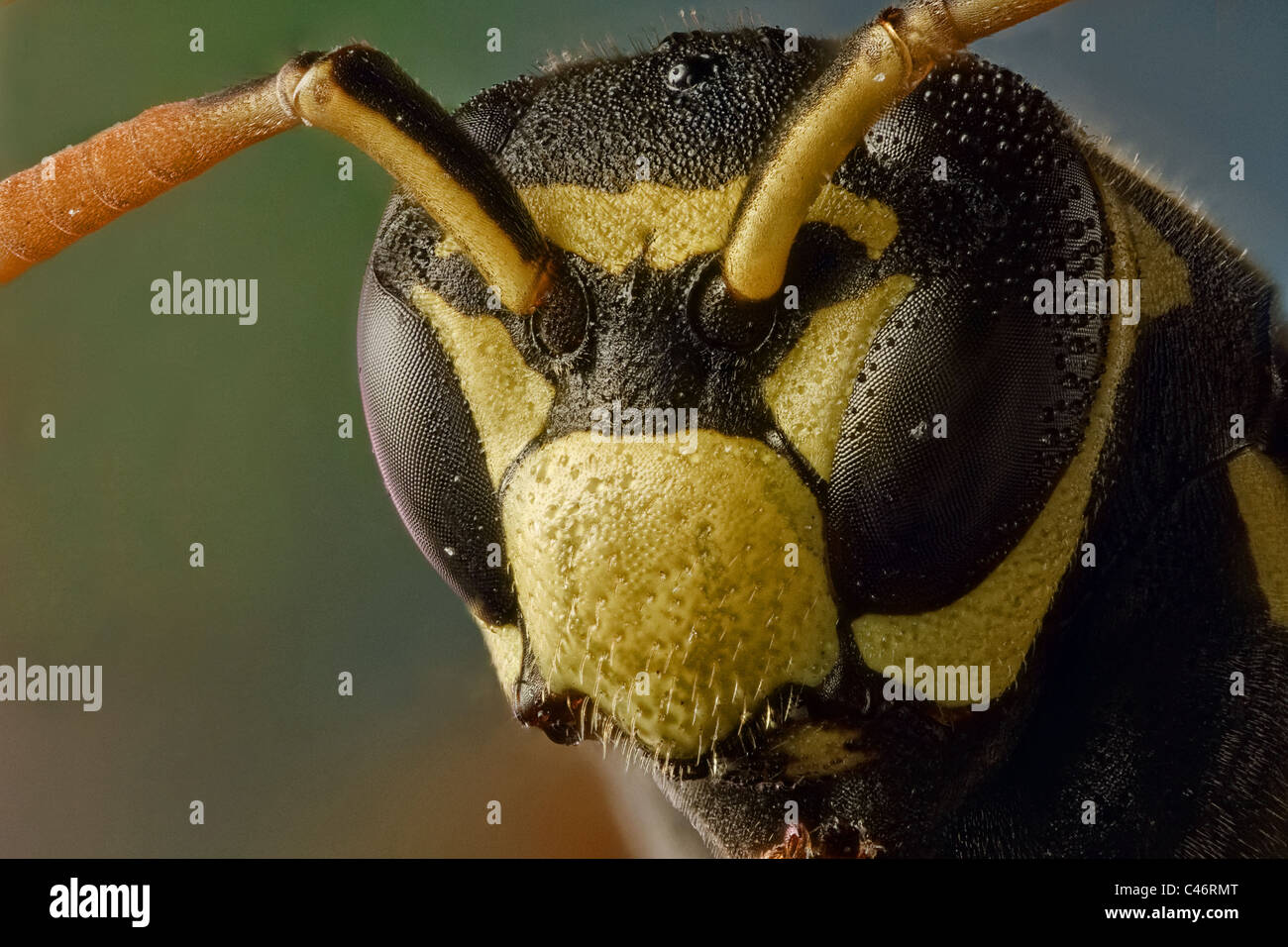 Polistes dominula or european paper wasp; considered an invasive species in USA and Canada. Stock Photo